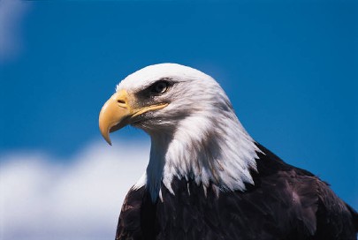 File:American-eagle.jpg
