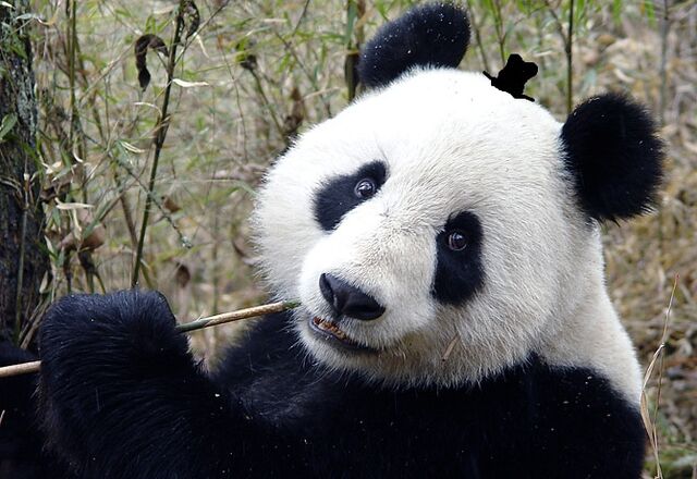 File:Panda0106.jpg
