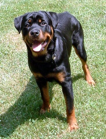 File:Rottweiler-12907.jpg