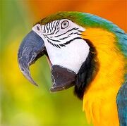 Talk-like-parrot
