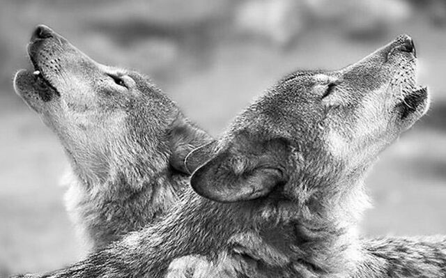 File:Dog-backgrounds-lovely-dog-images-dog-eye-wallpapers-of-dog-hd-animal-wallpapers-free-dog-images-cute-high-resolution-animals-1045x722-736x459.jpg