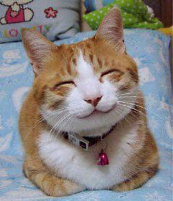 Happy cat.jpg