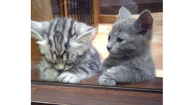 File:Forum cats.jpg