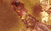 Screenshot 67