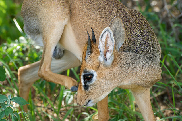 File:Dik-dik 07-27-15.jpg