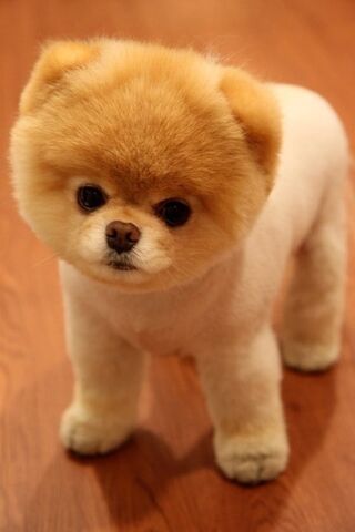 File:Teddy-bear-puppies.jpg