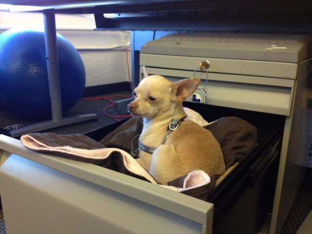 File:Daisy in desk.jpg