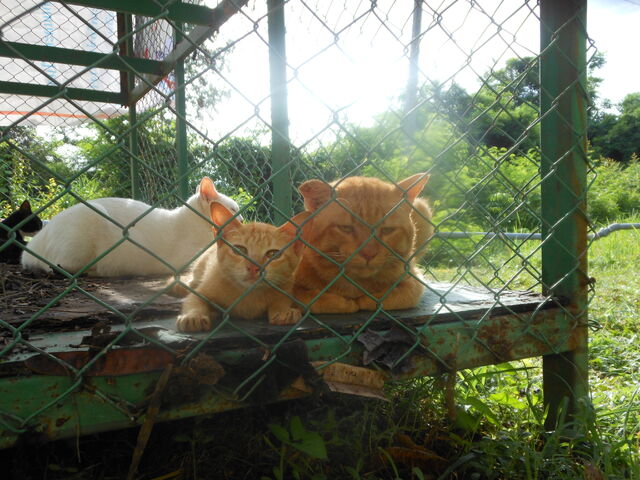 File:ເສືອໂຄ່ງນ້ອຍ.jpg