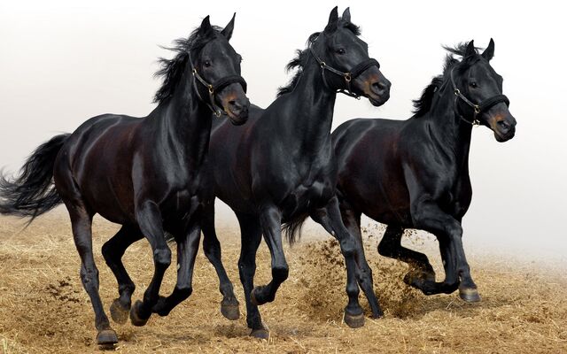 File:Black-Horses.jpg