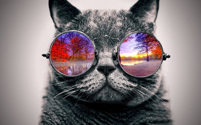 File:Cool cat xdddd.jpg