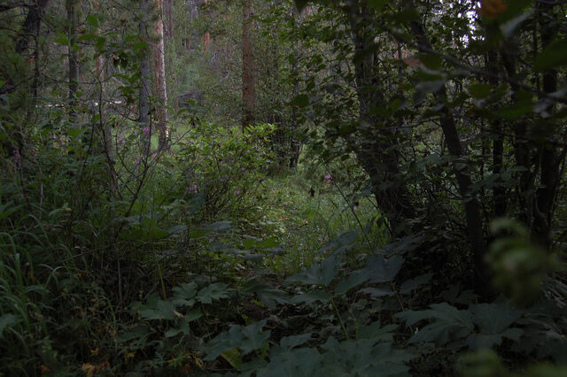 File:Brambles 1.jpg