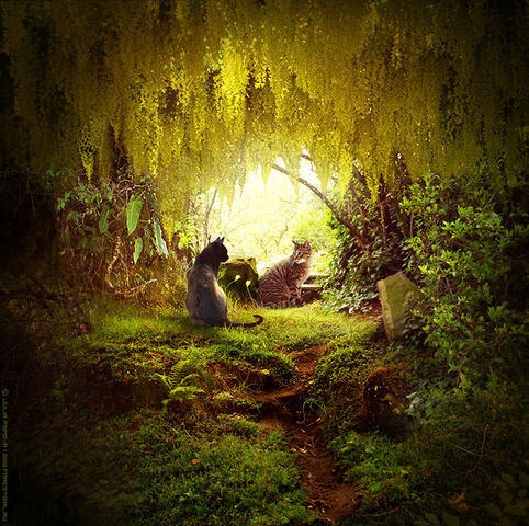 File:Warrior cats i know your secret by forestgirl-d7ek4ry.jpg