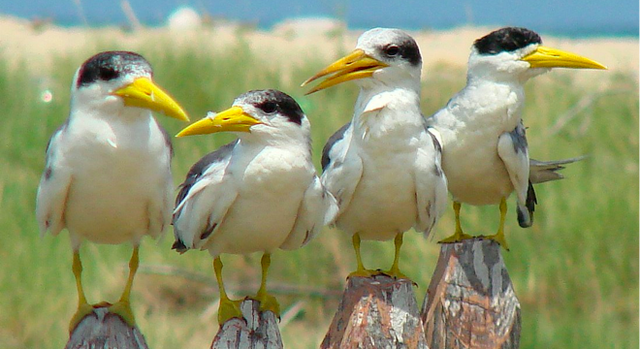 File:Birds.png
