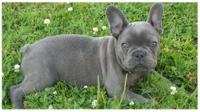 File:Puppy-sam.jpg
