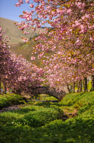 File:Cherry 1.jpg