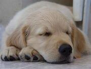 Cute wittle dog