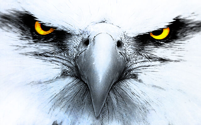 File:Eagle1.jpg