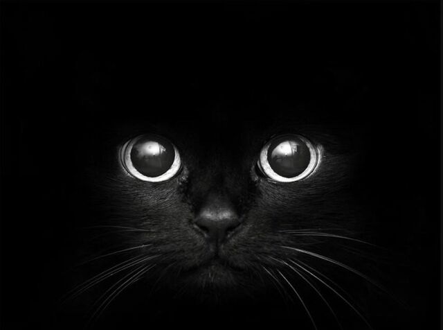 File:Profile Picture ~ Cat eyes.jpeg