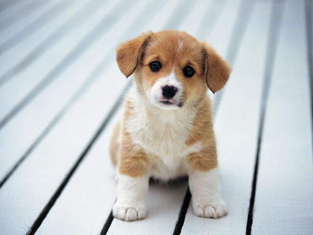 File:-dogs.jpg