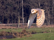 File:220px-Flying owl.jpg