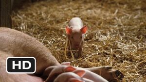 Sow charlotte's web 1