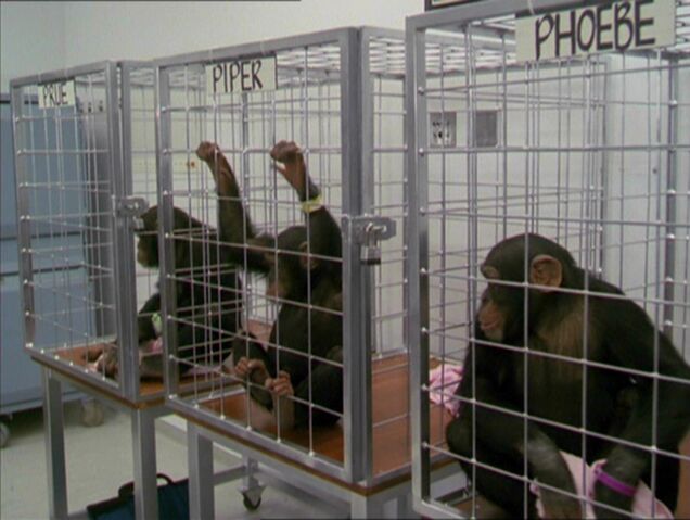 File:MonkeysMain.jpg