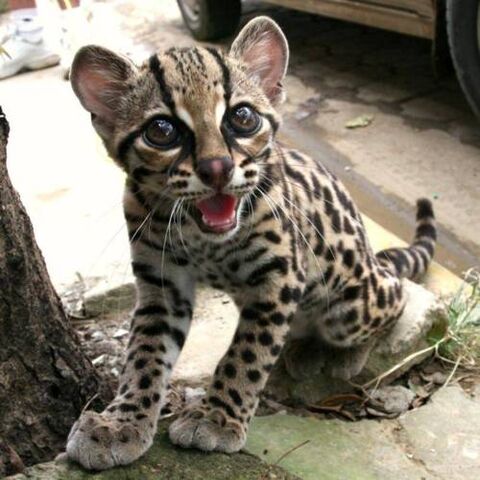 File:Tigercat.jpg