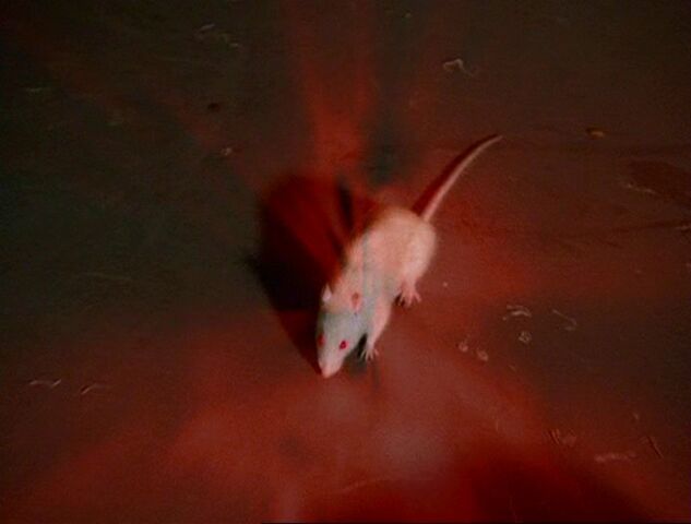 File:TransformRat.jpg
