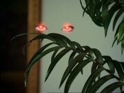 Voyeurism
