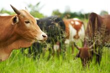 Cows in Chawosauria