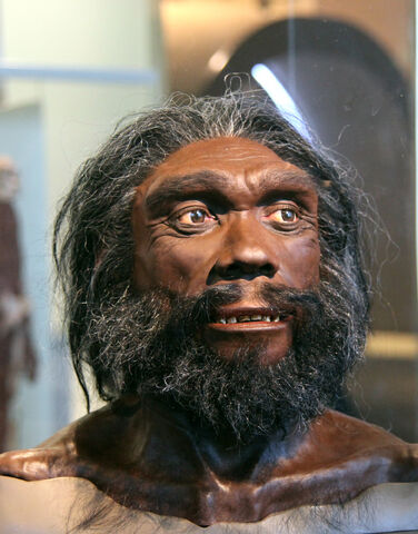 File:Homo heidelbergensis.jpg