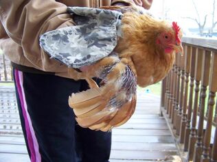 Hen saddle feather recovery