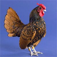 Golden Sebright bantam rooster