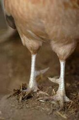 Hen spurs