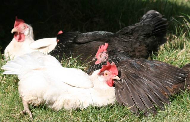 File:Hens sunbathing.jpg