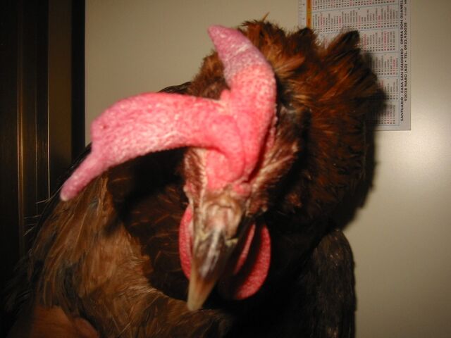 File:Gallina c enormi.jpg
