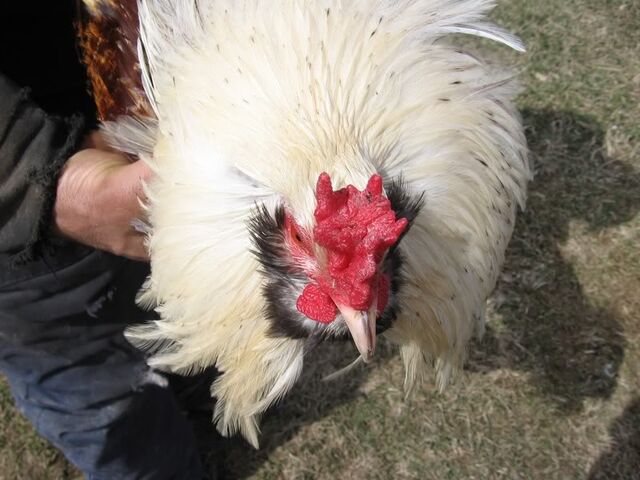 File:Rooster with Heterozygous V comb.jpg