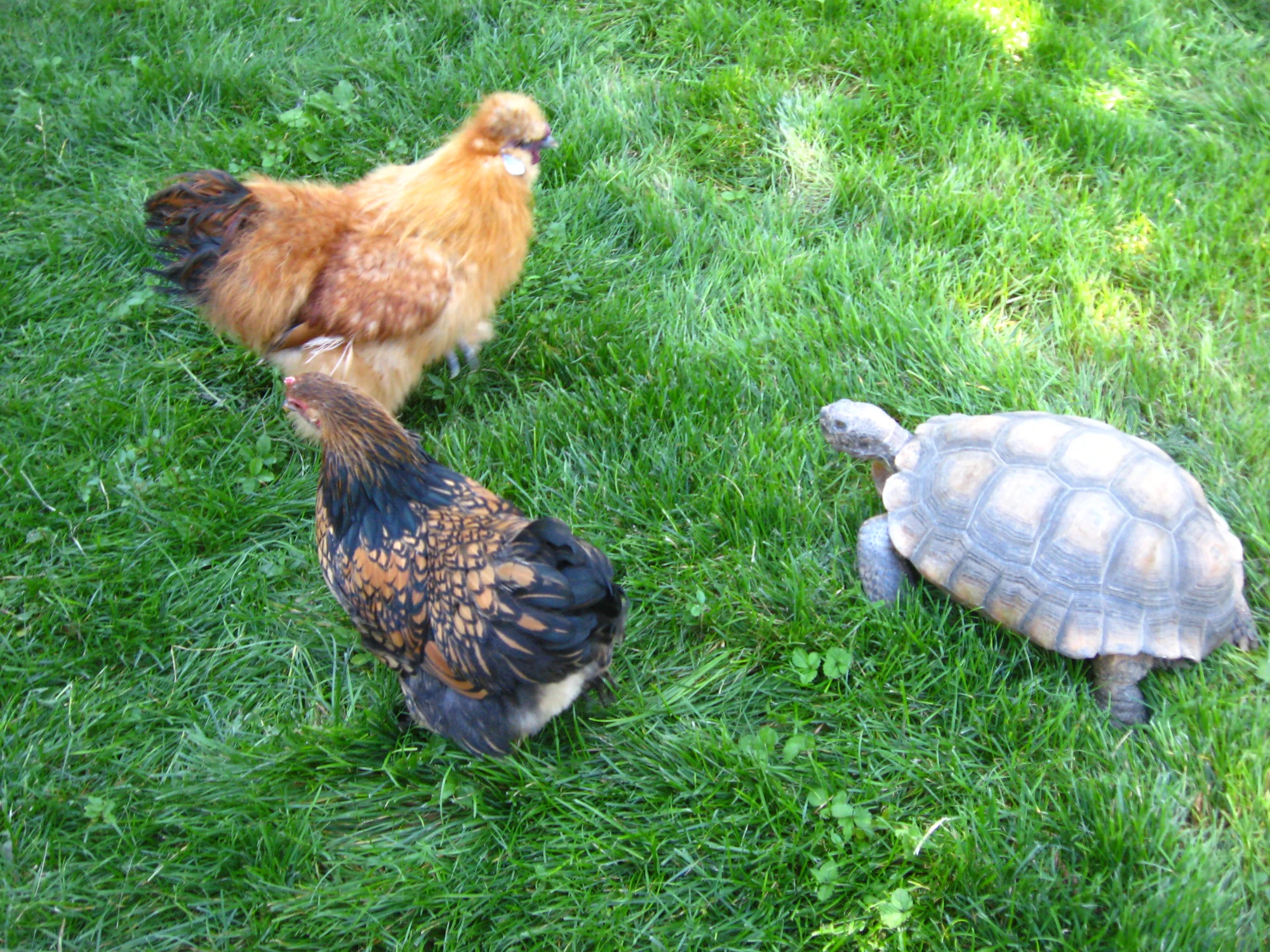 Interactions with other animals Chicken Wiki FANDOM powered by Wikia