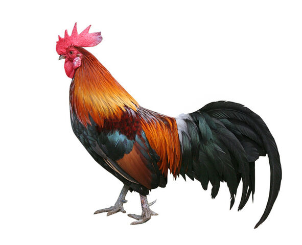 File:Welsummer Rooster.jpg