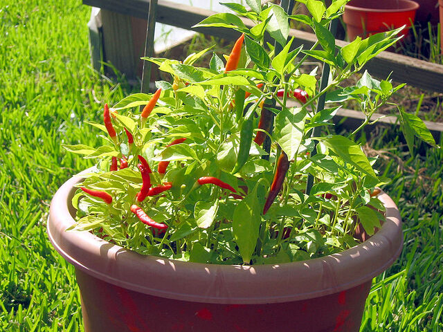 File:African red devil peppers.jpg