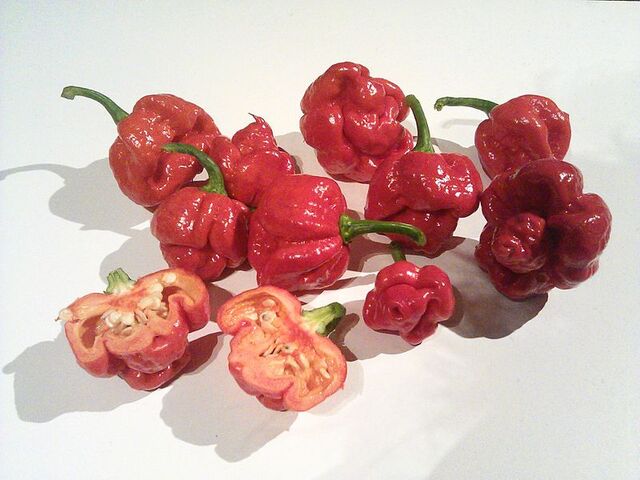 File:Trinidad Moruga Scorpion.jpg