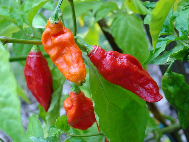File:BhutJolokia09 Asit.jpg