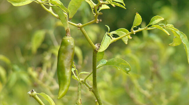 File:Chili pepper.jpg