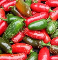 Jalapeno