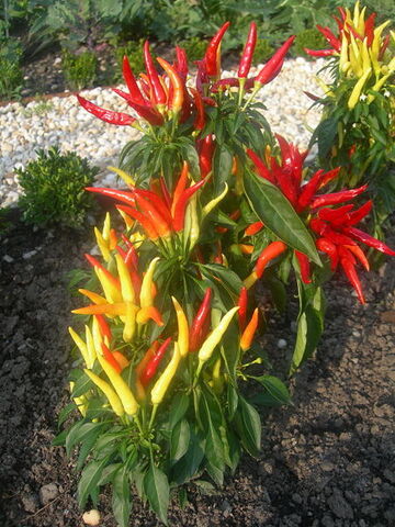 File:Piment fort.jpg