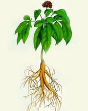 Ginseng