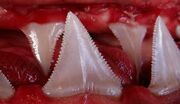 Goblin-teeth