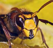 Hornet1