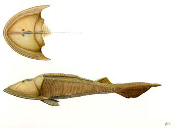 Hammer-fish