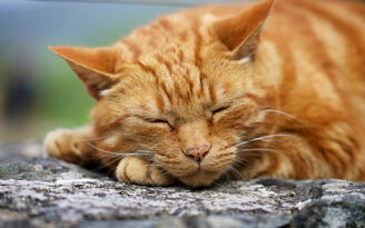 Ginger cat - rowl